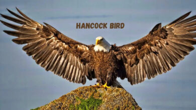 Hancock Bird