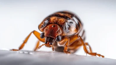 Close-Up Pictures of Bed Bug