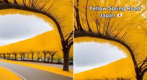 Yellow Spring Road